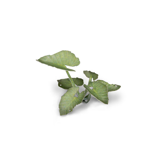 Gamers Grass - Laser Plants - Elephant Ear (GGLP-EE)
